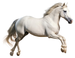 Fototapeta premium PNG Stallion animal mammal horse.