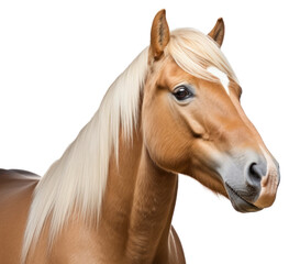 PNG Stallion animal mammal horse.