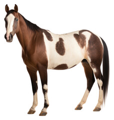 Obraz premium PNG Stallion mammal animal horse.
