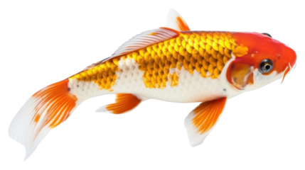 PNG Goldfish animal carp koi.