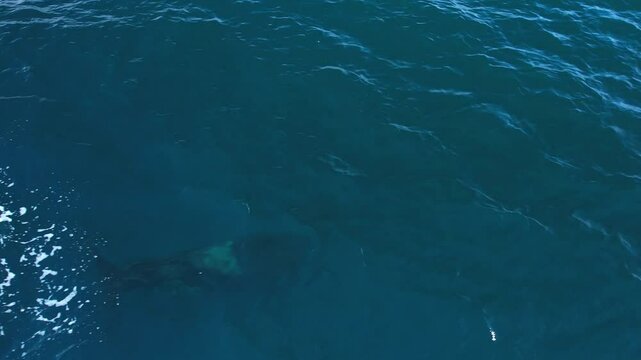 Rare sighting of an ETP Orca actively hunting off of the Orange County Coastline in Southern California.