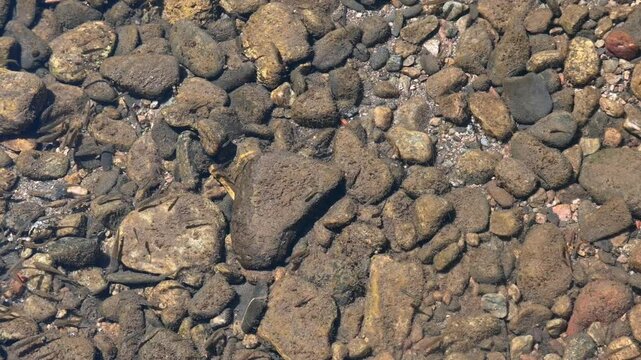 Plenty of fish in the stream. Transparent turquoise water. Stream with swimming fishes, view from above. Freshwater animals.