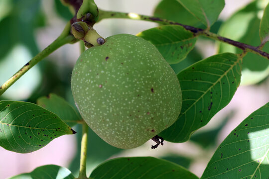 Une belle noix sur le noyer