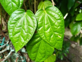 Close-up of texture of betel (Piper betle) leaves, green leaves for background
