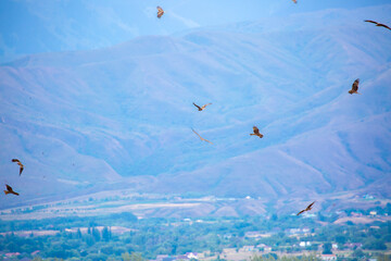 A flock of eagles flying over the city. Golden eagles in free flight. Wild birds of prey have gathered in a flock and are flying above the ground.