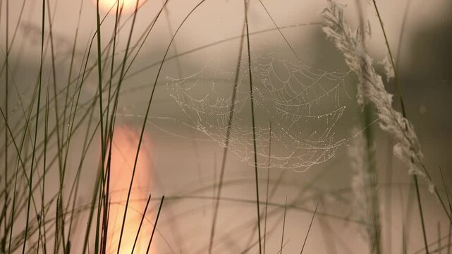 Spiders Web at Sunset in Reeds by a River, Spooky Mysterious Backlit Spider Web Halloween Background in Orange Sunset Light in Chitwan National Park in Nepal