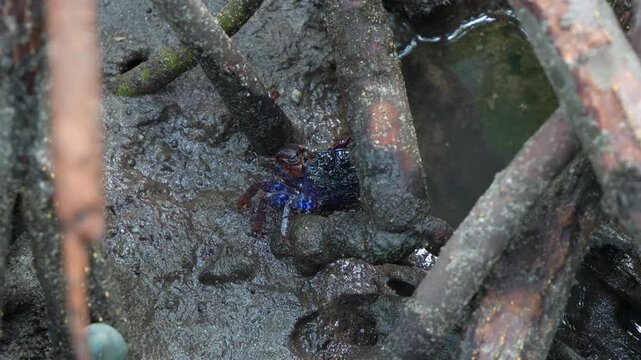 Face-banded crab hiding under the mangrove roots, foraging on the mudflats during low tide period, close up shot.