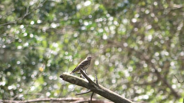 Tree Pipit sitting on a branch with a background of the sun flickering through the trees