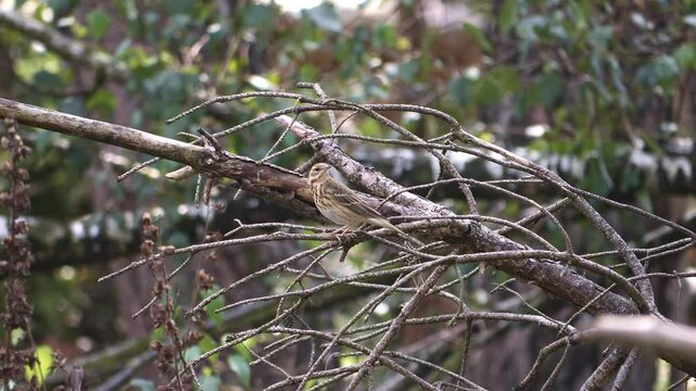 Tree Pipit sitting on a branch looks around timidly