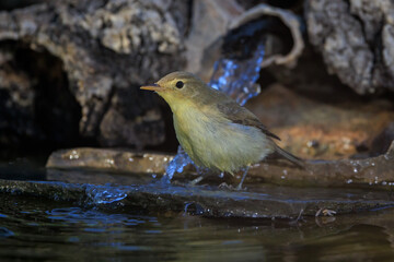 Common chiffchaff (Phylloscopus collybita).