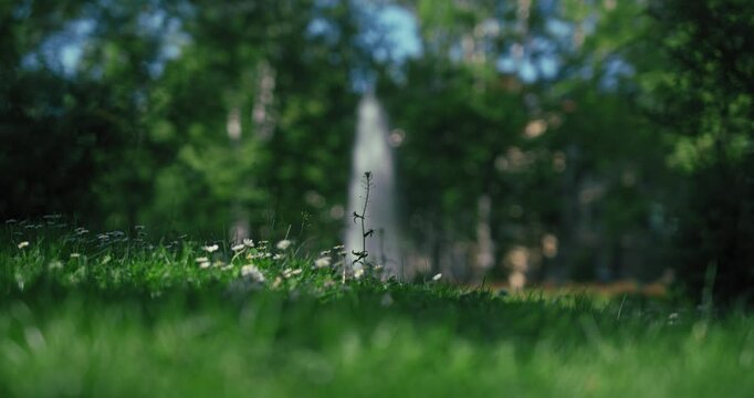 Wildflowers in Zrinjevac Park, Zagreb, with blurred fountain in sunlight