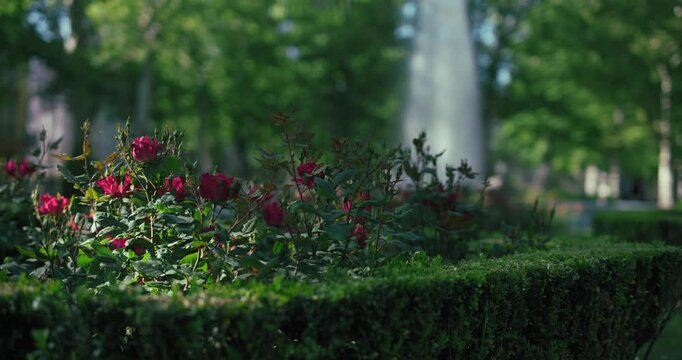 vibrant red roses blooming above neatly trimmed hedges in a park, with soft sunlight filtering through trees in the background