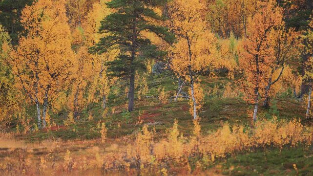 Autumn forest in northern Norway. Slow-motion, parallax shot.