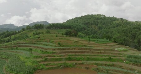 Nepal's hillside terrace farming, Drone showing alluvial soil and hardworking farmers sowing rice and crops landscape captures the essence of traditional farming and its economic significance.