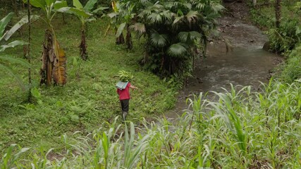 Man carrying a bundle of green reeds near the river