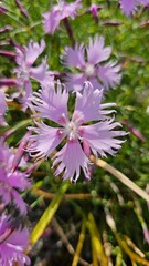 Lilac wild carnation flower, wildflower