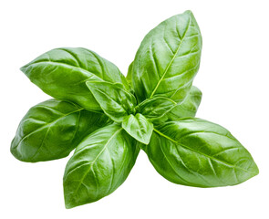 Obraz premium PNG Basil leaves on white background