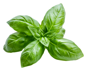 PNG Basil leaves on white background