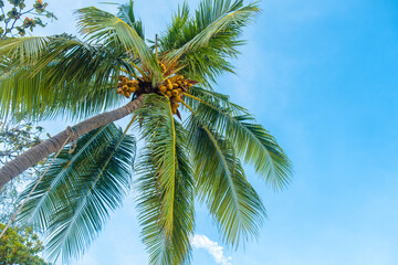 Fototapeta premium Coconut palm tree with nuts against clear blue sky on Patong beach, Phuket island, Thailand. Tropical nature background