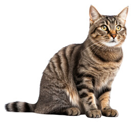 Obraz premium PNG Mammal animal pet relaxation.