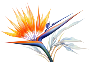 Botanical illustration of bird of paradise flower, isolated on white background.