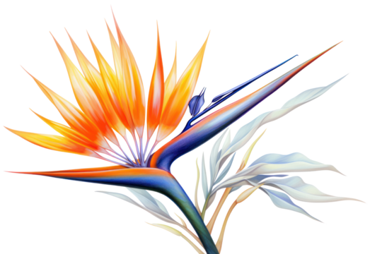 Botanical illustration of bird of paradise flower, isolated on white background.