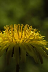 yellow dandelion flower with dew