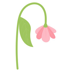 Flower Illustrations