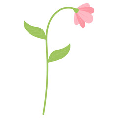 Flower Illustrations