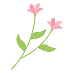 Flower Illustrations