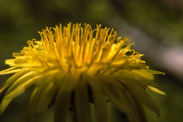 Yellow dandelion flower closeup