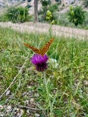 The silver-washed fritillary or Argynnis paphia)