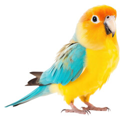 Fototapeta premium PNG Bird animal parrot beak.