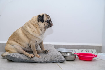pug sits on the floor in the apartment