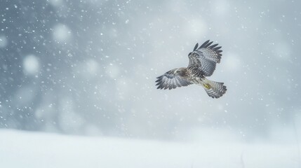 Hawk Flying Through Snowstorm