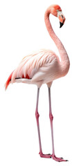 Fototapeta premium PNG Flamingo standing animal bird.