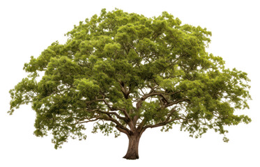 PNG Plant tree tranquility outdoors.