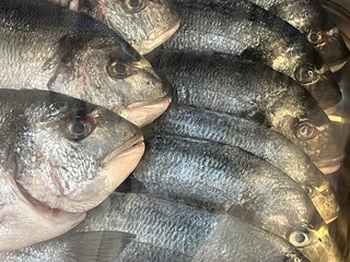fish on ice