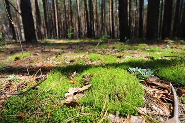 Karakan Pine Forest. National forest situated in Siberia.