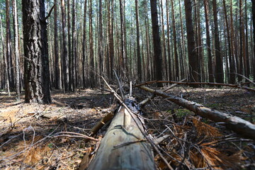 Karakan Pine Forest. National forest situated in Siberia.