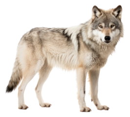 PNG Mammal animal coyote wolf.