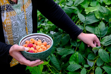 Raspberry picking. A woman holds a bowl to fill with raspberries.