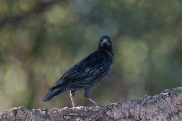 Common blackbird (Turdus merula).