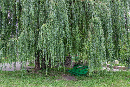 Large willow tree with hanging branches in the park. Green wooden bench under willow tree