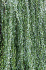 Hanging long willow branches. Natural background