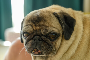 close-up portrait of an old pug