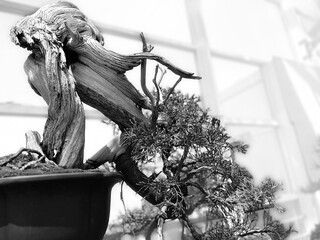 Sarggent Juniper Bonsai, Juniperus Chinensis, on display at the Brooklyn Botanical Gardens, New York, USA.