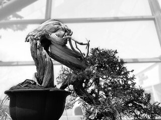 Sarggent Juniper Bonsai, Juniperus Chinensis, on display at the Brooklyn Botanical Gardens, New York, USA.