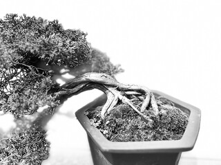Sarggent Juniper Bonsai, Juniperus Chinensis, on display at the Brooklyn Botanical Gardens, New York, USA.