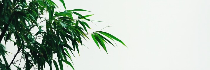 A close-up of the leaves of a bamboo plant.